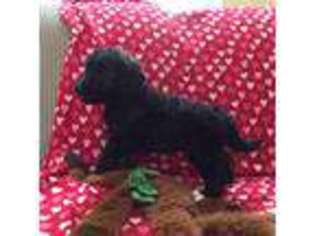 Labradoodle Puppy for sale in Swansea, MA, USA