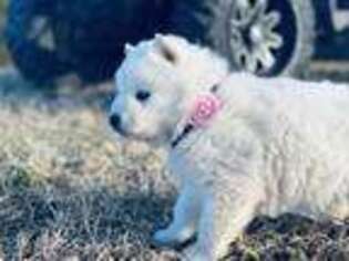 Alaskan Malamute Puppy for sale in Sparta, TN, USA