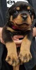 Rottweiler Puppy for sale in CARSON, CA, USA