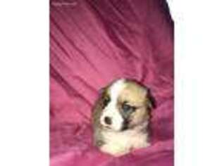 Pembroke Welsh Corgi Puppy for sale in Cave City, KY, USA