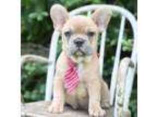French Bulldog Puppy for sale in Grinnell, IA, USA