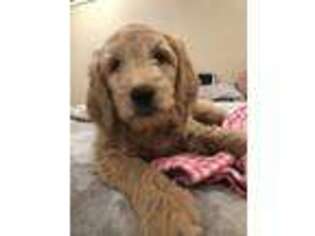 Goldendoodle Puppy for sale in La Pine, OR, USA