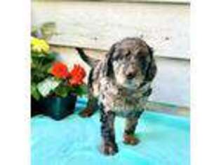 Goldendoodle Puppy for sale in Willow Street, PA, USA