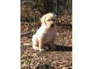 Labrador Retriever Puppy for sale in Fayetteville, GA, USA