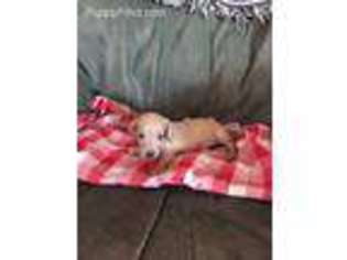 Dachshund Puppy for sale in Exeter, CA, USA