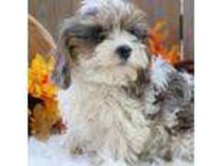 Cavapoo Puppy for sale in Ligonier, IN, USA