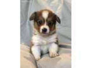Pembroke Welsh Corgi Puppy for sale in Muscatine, IA, USA