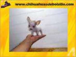 Chihuahua Puppy for sale in Tahoe City, CA, USA
