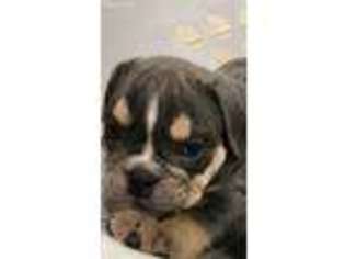 Bulldog Puppy for sale in Theresa, NY, USA