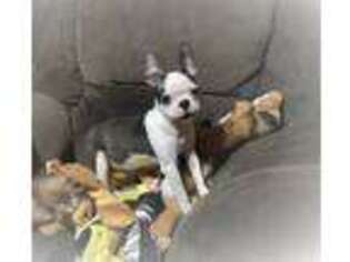 Boston Terrier Puppy for sale in Fort Worth, TX, USA