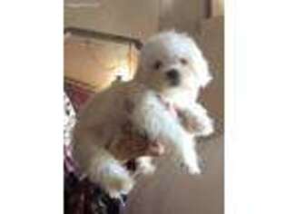 Maltese Puppy for sale in Pahrump, NV, USA