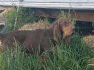 Bloodhound Puppy for sale in Spickard, MO, USA