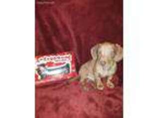 Dachshund Puppy for sale in Greeneville, TN, USA