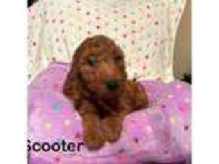 Goldendoodle Puppy for sale in Clovis, NM, USA