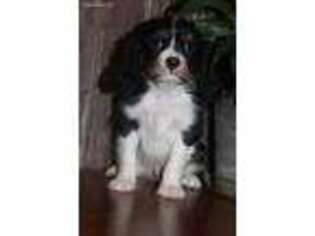 Cavalier King Charles Spaniel Puppy for sale in Woodbury, PA, USA
