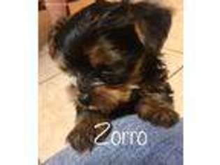 Yorkshire Terrier Puppy for sale in Spring Branch, TX, USA