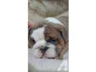 Bulldog Puppy for sale in COLUMBIA, MO, USA