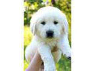 Golden Retriever Puppy for sale in Oregon City, OR, USA
