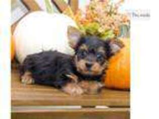 Silky Terrier Puppy for sale in Joplin, MO, USA