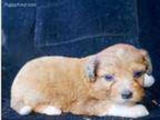 Mutt Puppy for sale in Salyersville, KY, USA