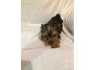 Yorkshire Terrier Puppy for sale in Bronson, FL, USA