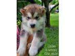 Alaskan Malamute Puppy for sale in Lincolnton, NC, USA