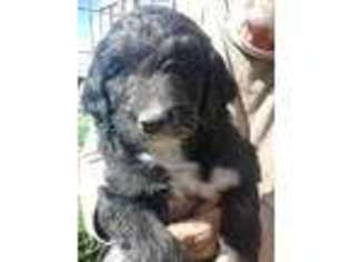 Mutt Puppy for sale in Mancos, CO, USA