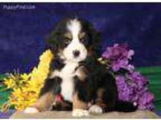 Bernese Mountain Dog Puppy for sale in Paradise, PA, USA