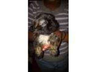 Shinese Puppy for sale in Bolivar, TN, USA