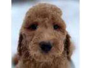 Goldendoodle Puppy for sale in Greenfield, MA, USA