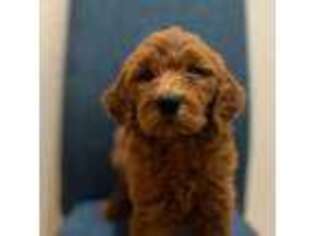 Goldendoodle Puppy for sale in Tucson, AZ, USA