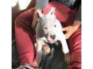 Dogo Argentino Puppy for sale in Isanti, MN, USA
