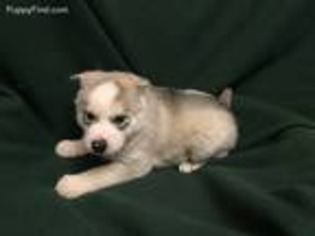 Siberian Husky Puppy for sale in Buffalo, MN, USA