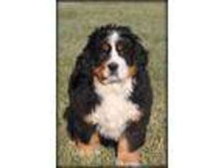 Bernese Mountain Dog Puppy for sale in West Alexandria, OH, USA