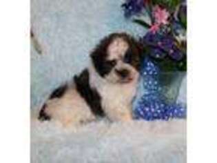 Mutt Puppy for sale in Angie, LA, USA