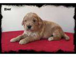 Goldendoodle Puppy for sale in Hardwick, MA, USA