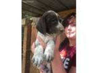 German Shorthaired Pointer Puppy for sale in Montrose, CO, USA