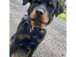 Rottweiler Puppy for sale in Troutdale, OR, USA