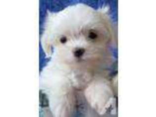 Maltese Puppy for sale in MOCKSVILLE, NC, USA