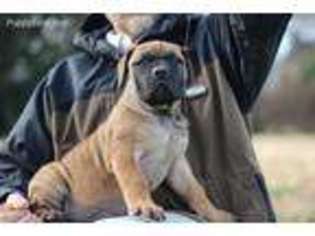 Boerboel Puppy for sale in SALEM, NJ, USA