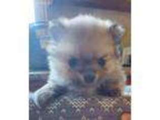 Pomeranian Puppy for sale in Champaign, IL, USA