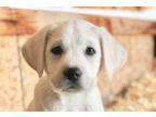 Labrador Retriever Puppy for sale in Clarkston, UT, USA