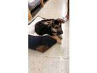 German Shepherd Dog Puppy for sale in Parkville, MD, USA