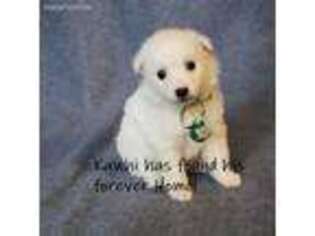 American Eskimo Dog Puppy for sale in Falls Church, VA, USA