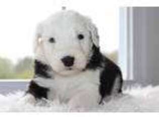 Old English Sheepdog Puppy for sale in Massillon, OH, USA