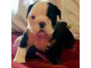 Bulldog Puppy for sale in Lytle, TX, USA