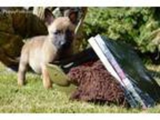 Belgian Malinois Puppy for sale in Crittenden, KY, USA