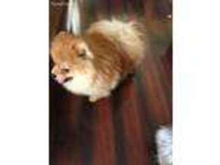 Pomeranian Puppy for sale in Parker, CO, USA
