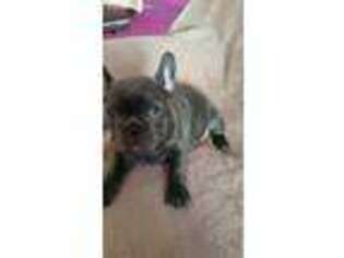 French Bulldog Puppy for sale in Oxford, NJ, USA