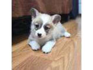 Pembroke Welsh Corgi Puppy for sale in Los Angeles, CA, USA